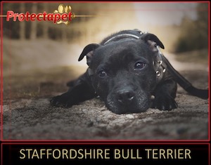 Black Staffordshire Bull Terrier dog lying down